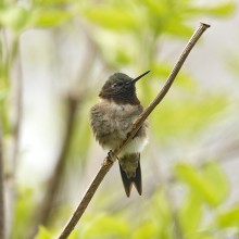 Ruby throated hummingbird perched on a twig.