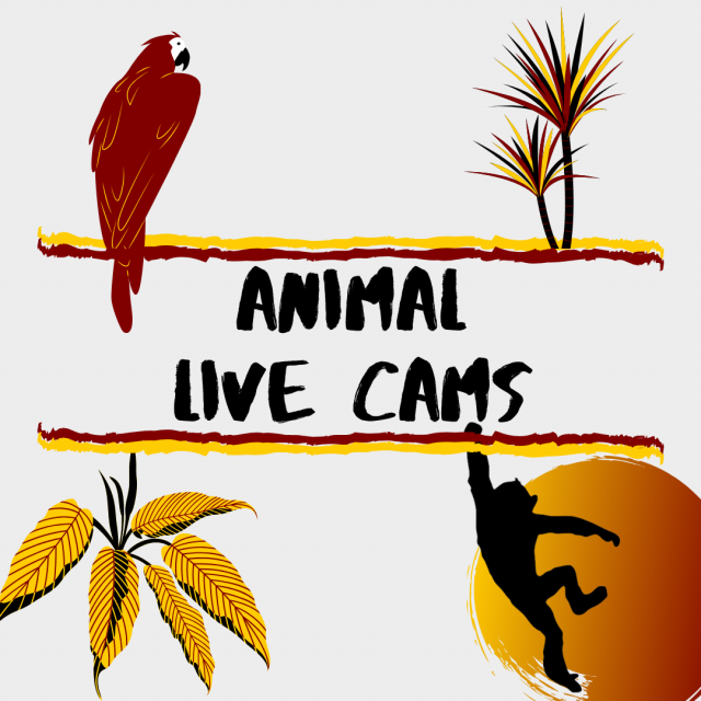 A graphic on a gray background that says "Animal Live Cams" with a red parrot, red and yellow tree, yellow leaves and a silhouette of a monkey.