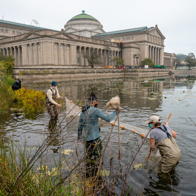 Students work with a net in the lagoon behind the Museum of Science and Industry, Chicago.