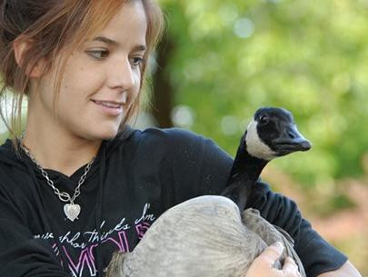 Holly Lutz carries a live Canada goose
