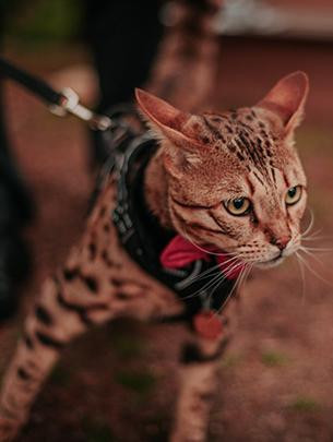 A medium sized spotted cat on a lead.