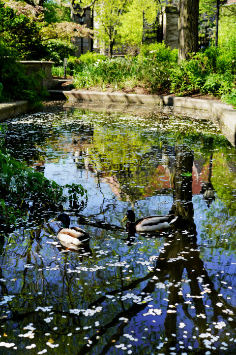 Ducks on Botany Pond