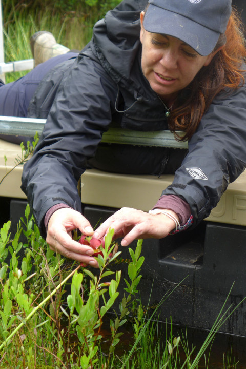Professor Alison Anastasio examines a native plant on a field trip.