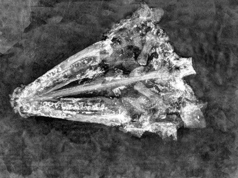 A black and white x-ray is shown depicting the skull of a gar fish.