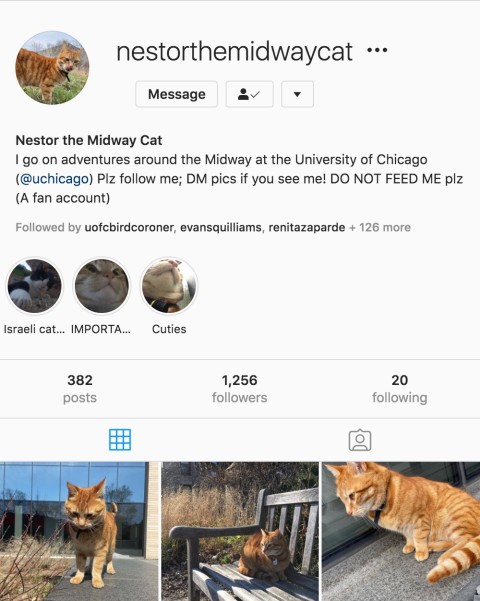 Instagram Bio for @nestorthemidwaycat