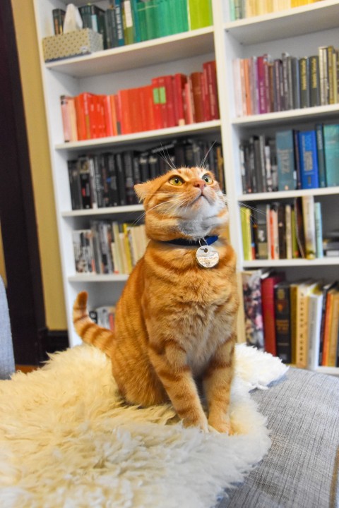 Nestor looks up at his owner and has a really sweet face